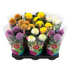 Krizantema Flower Pops