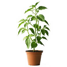 Poivron/piment, grand poivron rouge