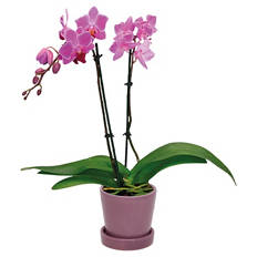 Orchidee im Übertopf