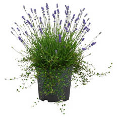 Lavendel