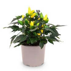 Herbsttraum in Orange*, Capsicum
