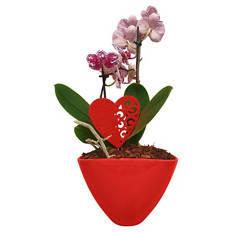 Orchidee in Keramikschale