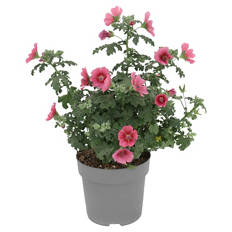 Beet- und Balkonpflanzen, Scheinmalve