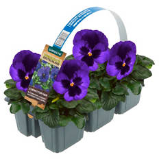 Autumn Lights, Viola 6er-Tray, Blau