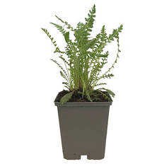 GARDENLINE, Bio Stauden Mix, Wiesen-Schafgar