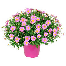 Margeriten Busch, rosa