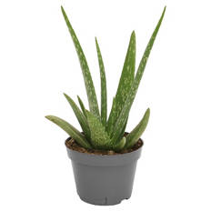 Gardenline, Grünpflanzen Mix Aloe