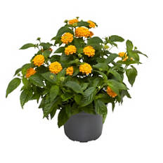 Lantana