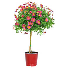 Margeritenstämmchen, rot