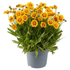 Stauden Coreopsis Sunfire