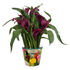 Calla/Zantedeschia Mix