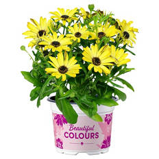 Kapmargerite 10,5 cm