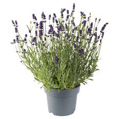 Lavendel