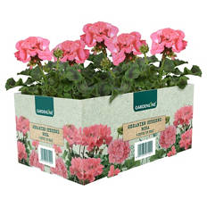 Beet- & Balkonpflanzen, Geranie rosa