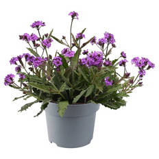 Stauden Verbene Rigida Venosa