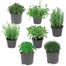 Italijanska zelišča