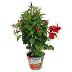 Dipladenia Pyramide, Rot