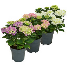 Hortensia, bleu/mauve