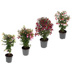 Cespuglio di fuchsia