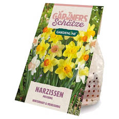 Frühlingsblumenzwiebel, Narzissen Mischung