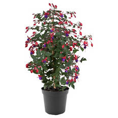 Fuchsien Stämmchen "Bella" Elma