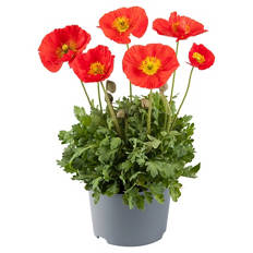Stauden Papaver Nudicaule