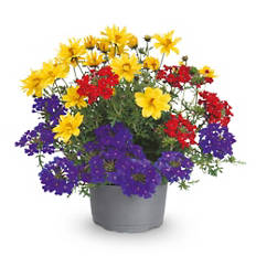 Balkonblumen-Trio, Bidens