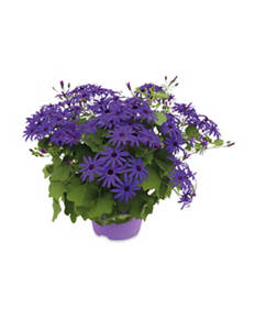 Senetti Plant