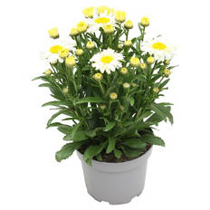 Solitärstauden XL, Margerite Gelb