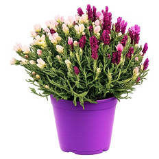 Lavendel Busch