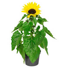 Sommerblumen, Helianthus