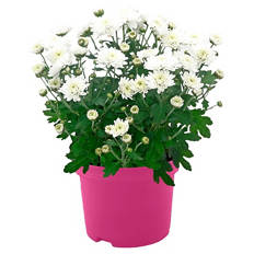 Chrysantheme, Weiß