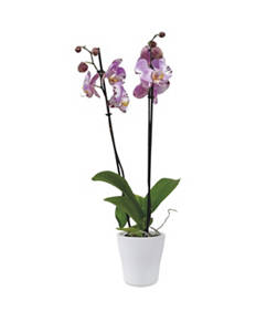 Twin Stem Orchid in Ceramic