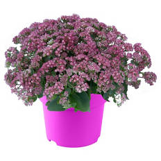 All Pink Sommerpflanzen, Sedum Pink hell