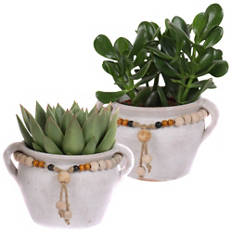 Cactus/Succulente