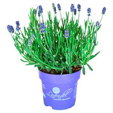 Lavendel