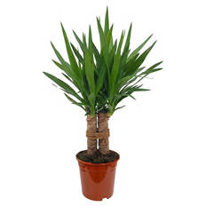 Yucca