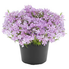 Stauden Mix T13, Phlox