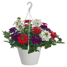 Ampelpflanzen Verbena Mix