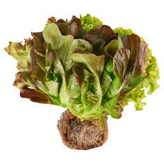 Bunter Salat mit Wurzelballen, Stück