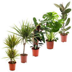 Pianta verde
