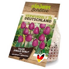 Blumenzwiebeln, Tulpen Einfache