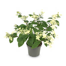 Hortensias, Wim's Red