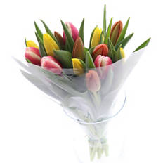 Tulpen Rainbow, Warm rainbow