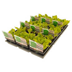 Salatschalen 6er-Set, Lollo Bionda