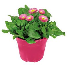 Bellis Erdbeersahne T12