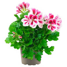 Ampelpflanzen Pelargonium Mix