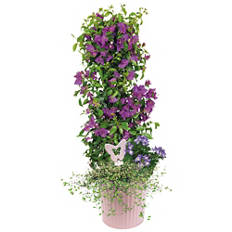 Piante/cestini esclusivi, festa della mamma, secchio rosa