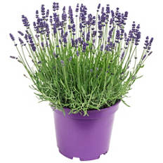 Lavendel XXL