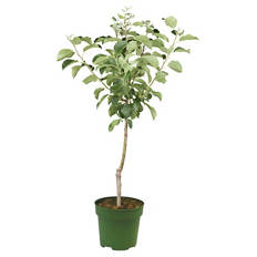 Bio-Obst-Baum oder -Strauch, Apfel